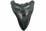 Fossil Megalodon Tooth - South Carolina #221732-1